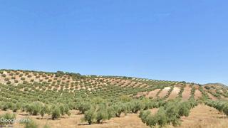 Finca rústica a Calle torrecillas 35. Finca de olivar de secano cerca de carretera