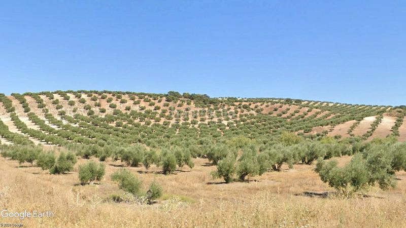 Foto 224a6cf9-e7a2-435c-be3f-9458e5c7e5fb. Finca rústica a calle real 44 a Torredonjimeno