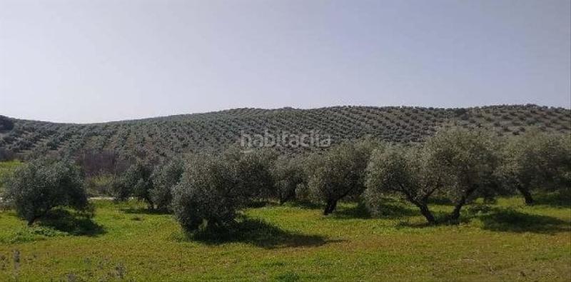 Foto bdfcc7b2-f3dc-48d6-abf1-965ec4a0140c. Finca rústica a calle real 44 a Torredonjimeno