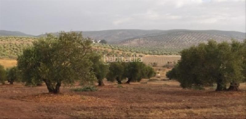 Foto e6a1dd4e-1b9a-4210-8c87-3dad3e88c4d1. Finca rústica a calle real 44 a Torredonjimeno