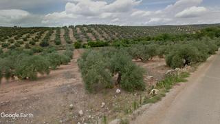 Finca rústica a Navas de San Juan. Parcela de olivar para uso recreativo.
