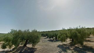 Finca rústica a Torredonjimeno. Finca de olivar centenario