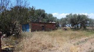 Finca rústica a Camí de la ratlla d'almassora 124. Finca con almacén de aperos