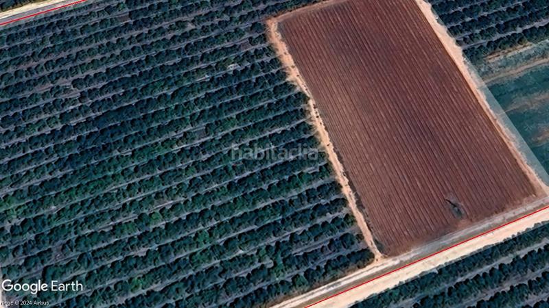 Foto 72499a6e-5083-4096-afab-2cdb0686b4c1. Finca rústica magnifica finca de naranjos y labor en Alcalá de Guadaira