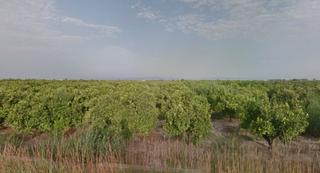 Finca rústica a Albalat de la Ribera. Finca con cítricos abandonados