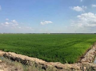 Finca rústica a Catarroja. Magnifica parcela dedicada al cultivo de arroz.