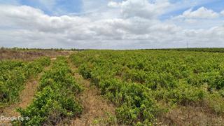 Propriété à N/a. V14315 finca rustica con viñedo