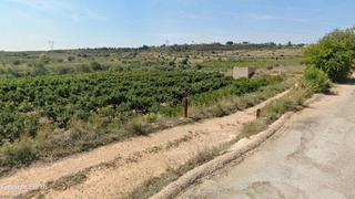 Finca rústica a Calle josep bernat i baldoví 2. Interesante finca de caquis en producción