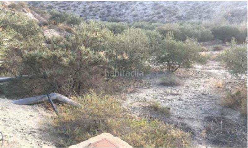 Foto 78d6025d-1b16-4a36-a6a0-0c12982155d2. Finca rústica finca de regadío con casa-cueva. en Santa Cruz de Marchena
