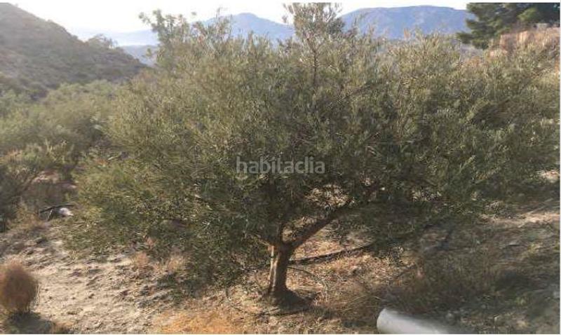 Foto cb454e2d-309c-4d8c-8729-ea203fdff87c. Finca rústica finca de regadío con casa-cueva. en Santa Cruz de Marchena