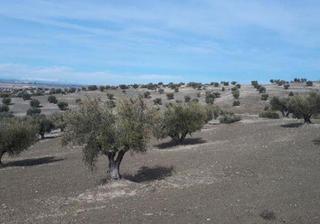 Rural plot in Alameda de la Sagra. Lote de dos fincas de olivar en la inmediaciones de la población