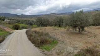 Rural plot in Cútar. Finca de olivos, con opción de cortijo
