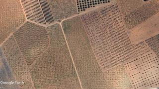 Finca rústica en Membrilla. Terreno de viñas, llano y con posibilidad de construir vivienda