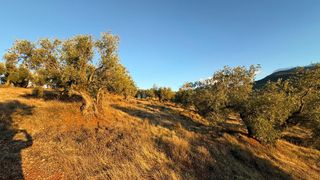 Finca r�stica en Calle baltasar garzon real 49. V14900 olivar de secano opcion regad�o