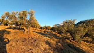 Finca rstica en N/a. V14900 olivar de secano opcion regado
