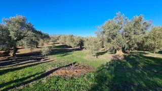Fondo rustico in Loja. Extensa finca de olivar con casa cortijo y sondeo legalizado