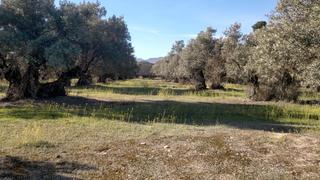 Finca rústica a Jódar. Explotación olivar de regadío
