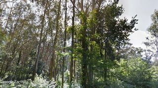 Finca rústica en Moaña. Parcela de eucaliptos, fácil acceso y próxima a la población
