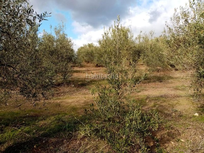 Foto 0ac9ae72-514d-4371-9512-9dd5c03c1b5b. Finca rústica a Arahal