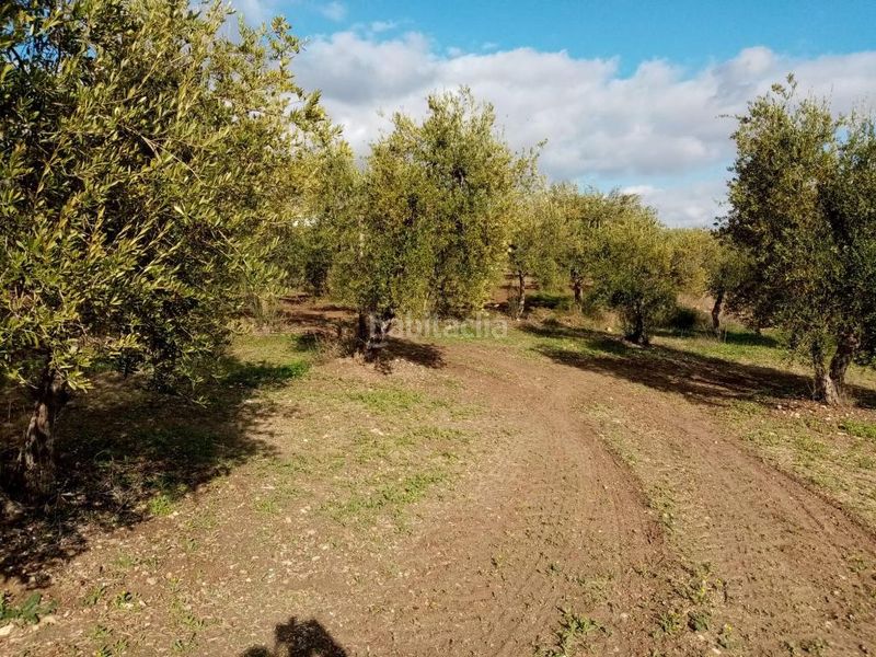 Foto 80e3c29a-3e3b-4b00-8800-50ac444251f0. Finca rústica a Arahal