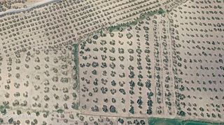 Landgut in Arahal. Olivar en producción