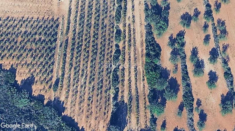 Foto a488523c-ba0d-4344-be55-06b060bc51d9. Finca rústica a Llombai