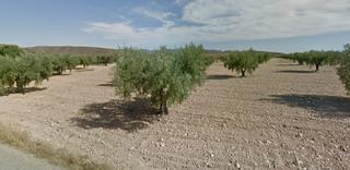 Rural plot in Jumilla. Parcela olivar con vivienda