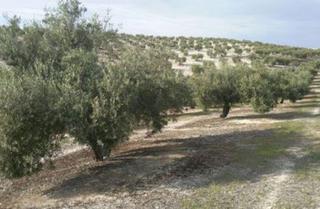 Finca rústica a Torre del Campo. Explotacion olivar de secano