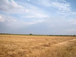 Finca rústica a Socuéllamos. Labor, para viña, almendros, pistachos