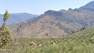 Finca rústica a Villacarrillo. Olivar paraje paso del calderon