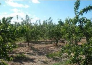 Finca rústica a Aitona. Interesante explotación frutales