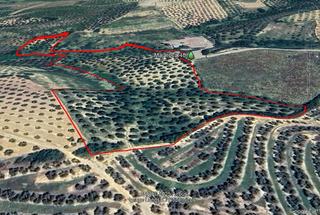 Finca rústica a Sanlúcar la Mayor. Finca de olivar al lado del pueblo