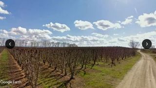 Fondo rustico in Torregrossa. Finca de regadío, frutales en espaldera