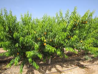Rural plot in Yecla