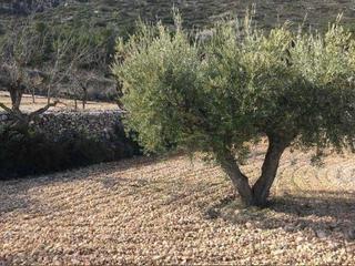 Propriété à Romana (la)