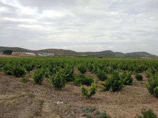 Fondo rustico in Jumilla
