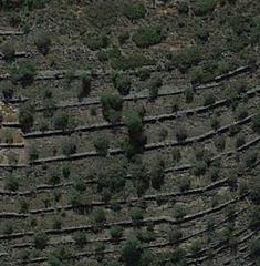 Finca rústica a Chella. Olivar con caseta para esparcimiento