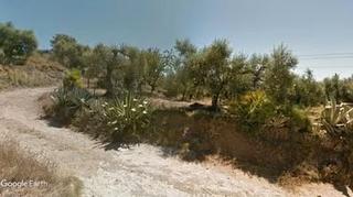 Rural plot in Centre. Olivar de regadío con caseta