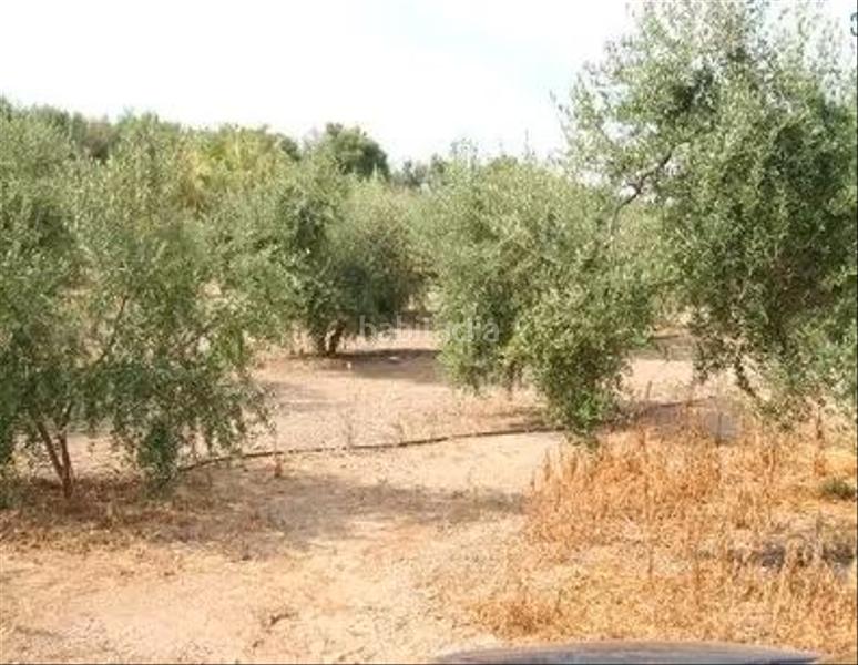 Foto 53280aa8-140d-4941-bf6a-0ebc90c424b2. Fondo rustico in Centre Reus