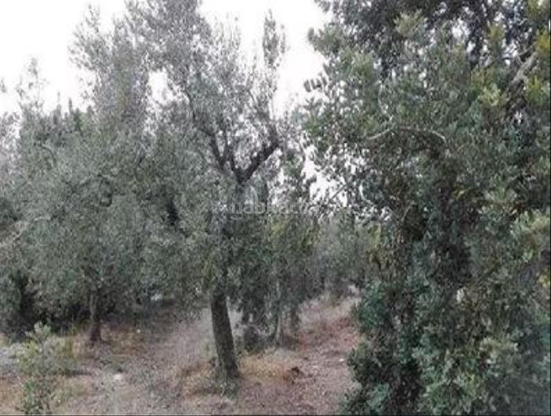 Foto abecf6c8-03ce-4c97-a95c-15f449891a79. Fondo rustico in Centre Reus