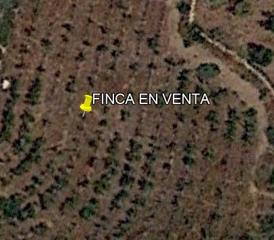 Finca rústica a Novelda. Viñedo para recreo