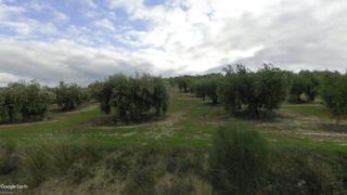 Finca rústica a Baena. Olivar la capuchina