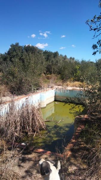 Foto 0c3d2123-2895-4cc5-9e02-889b1729bf8c. Rural plot in Alcalà de Xivert