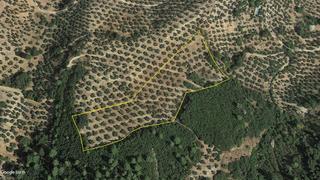 Finca rústica a Iznatoraf. Olivar de secano para recuperar, oportunidad de inversión