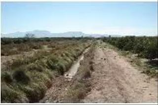 Finca rústica a Albalat de la Ribera. Tierra de regadío en la ribera del júcar