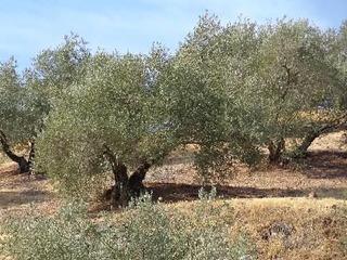 Finca rústica a Navas de San Juan. Olivar secano navas de san juan