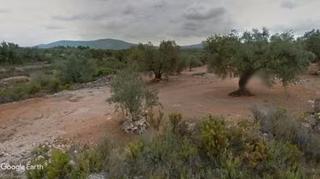 Finca rústica a Canet lo Roig. Finca con olivos y algarrobos