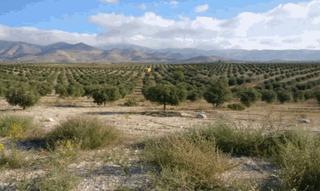 Finca rústica a Uleila del Campo. Finca con almendros y olivos, para placas solares