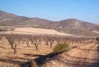 Propriété à El Carril - Paseo de Chapi. Almendros y opción de vivienda de campo