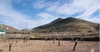 Finca rústica a Casco Antiguo. Finca de almendros, opción vivienda rural